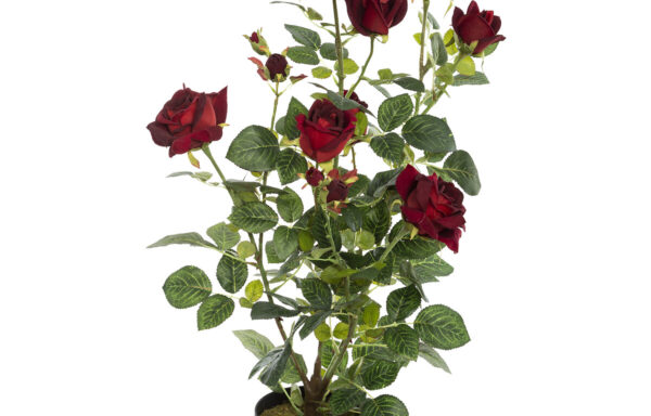 ROSAS ROJAS