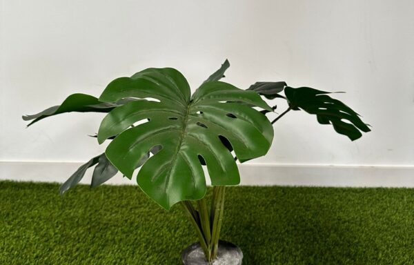 MONSTERA DELICIOSA