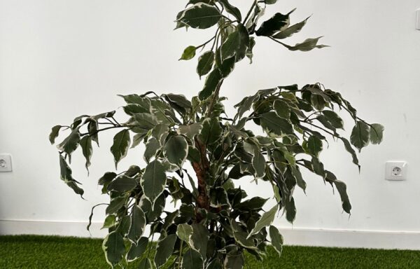 FICUS PEQUEÑO